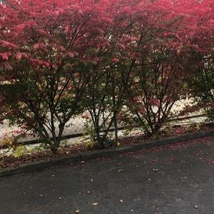 Meet your Posher, Irma